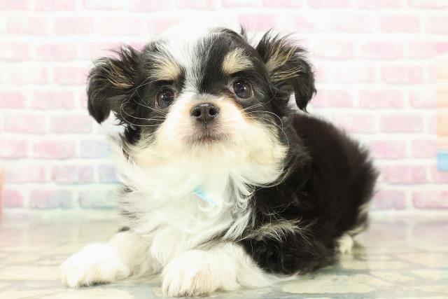 栃木県のチワワ(ロング) (Coo&RIKUイオンタウン佐野店/2025年10月14日生まれ/男の子/ブラックタンホワイト)の子犬の2枚目の画像