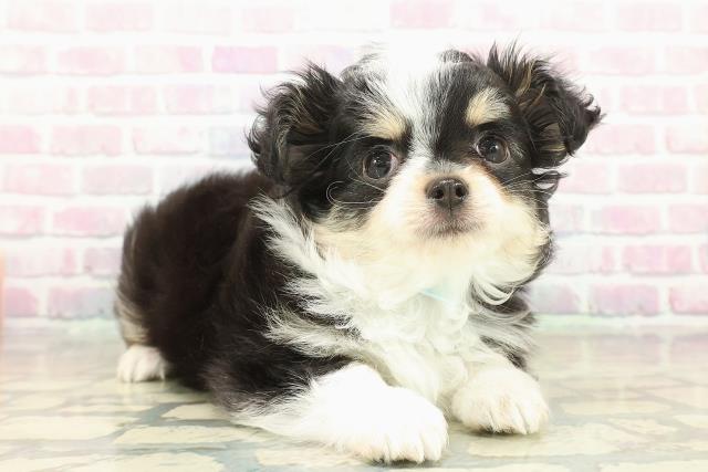 栃木県のチワワ(ロング) (Coo&RIKUイオンタウン佐野店/2025年10月14日生まれ/男の子/ブラックタンホワイト)の子犬の3枚目の画像