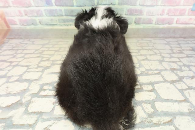 栃木県のチワワ(ロング) (Coo&RIKUイオンタウン佐野店/2025年10月14日生まれ/男の子/ブラックタンホワイト)の子犬の4枚目の画像