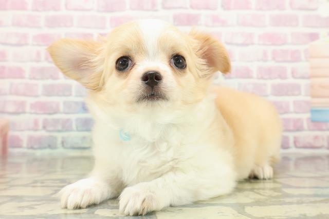 埼玉県のチワワ(ロング) (Coo&RIKU川口戸塚店/2025年10月14日生まれ/男の子/フォーンホワイト)の子犬の2枚目の画像