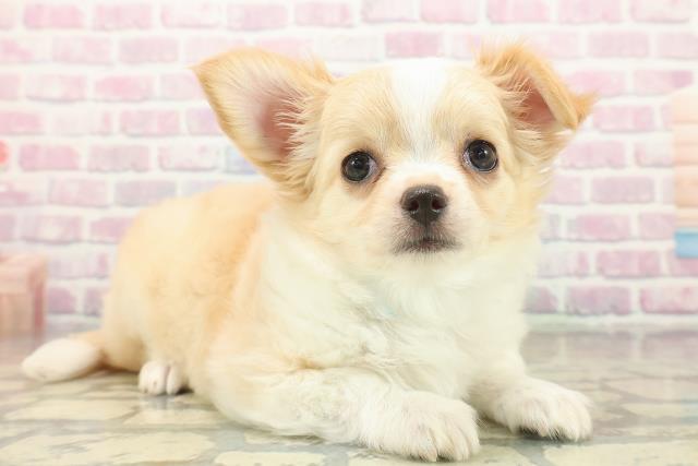 埼玉県のチワワ(ロング) (Coo&RIKU川口戸塚店/2025年10月14日生まれ/男の子/フォーンホワイト)の子犬の3枚目の画像