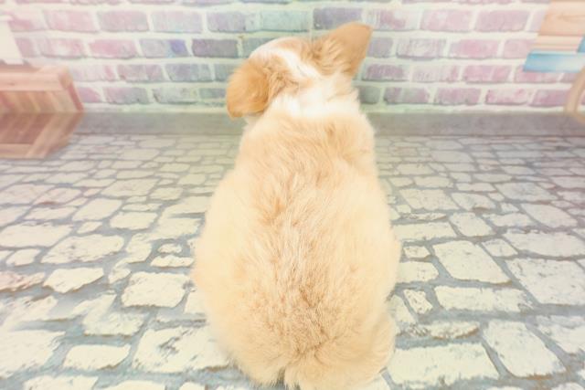 埼玉県のチワワ(ロング) (Coo&RIKU川口戸塚店/2025年10月14日生まれ/男の子/フォーンホワイト)の子犬の4枚目の画像