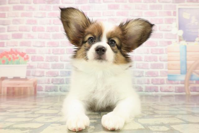 東京都のパピヨン (Coo&RIKU立川店/2025年10月16日生まれ/男の子/ホワイトブラウン)の子犬の1枚目の画像