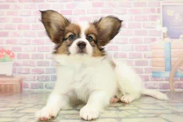 東京都のパピヨン (Coo&RIKU立川店/2025年10月16日生まれ/男の子/ホワイトブラウン)の子犬の2枚目の画像