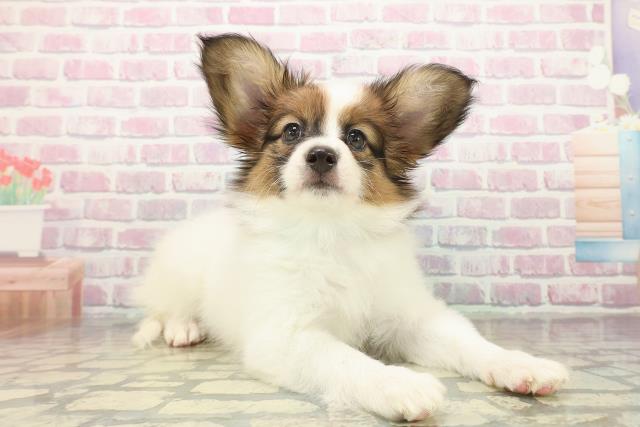 東京都のパピヨン (Coo&RIKU立川店/2025年10月16日生まれ/男の子/ホワイトブラウン)の子犬の3枚目の画像