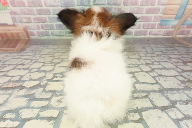 東京都のパピヨン (Coo&RIKU立川店/2025年10月16日生まれ/男の子/ホワイトブラウン)の子犬の4枚目の画像