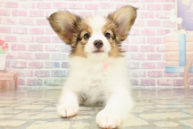 栃木県のパピヨン (Coo&RIKUFKDインターパーク店/2025年10月16日生まれ/女の子/ホワイトブラウン)の子犬の1枚目の画像