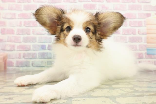 栃木県のパピヨン (Coo&RIKUFKDインターパーク店/2025年10月16日生まれ/女の子/ホワイトブラウン)の子犬の2枚目の画像