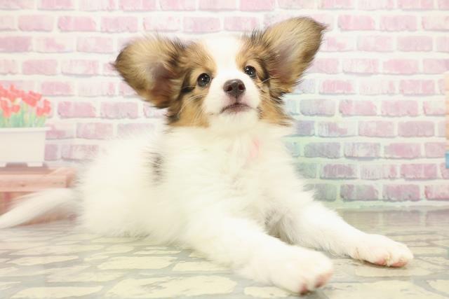 栃木県のパピヨン (Coo&RIKUFKDインターパーク店/2025年10月16日生まれ/女の子/ホワイトブラウン)の子犬の3枚目の画像