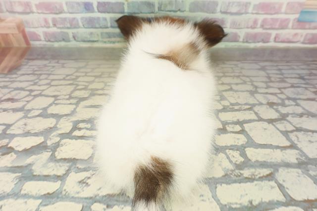 栃木県のパピヨン (Coo&RIKUFKDインターパーク店/2025年10月16日生まれ/女の子/ホワイトブラウン)の子犬の4枚目の画像