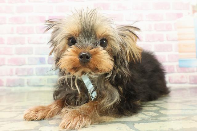 福島県のヨークシャーテリア (Coo&RIKU福島店/2025年7月17日生まれ/男の子/スチールブルータン)の子犬の2枚目の画像