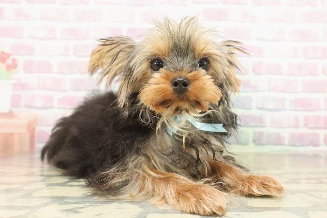 福島県のヨークシャーテリア (Coo&RIKU福島店/2025年7月17日生まれ/男の子/スチールブルータン)の子犬の3枚目の画像