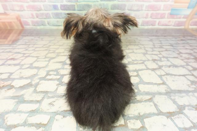 福島県のヨークシャーテリア (Coo&RIKU福島店/2025年7月17日生まれ/男の子/スチールブルータン)の子犬の4枚目の画像