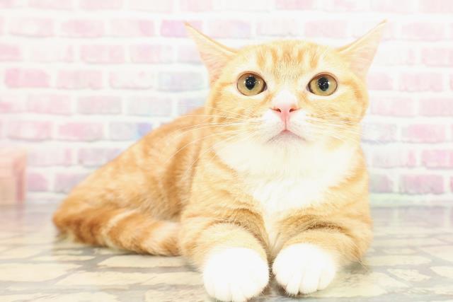 栃木県のマンチカン (Coo&RIKUFKDインターパーク店/2025年8月13日生まれ/女の子/レッドタビーホワイト)の子猫の3枚目の画像