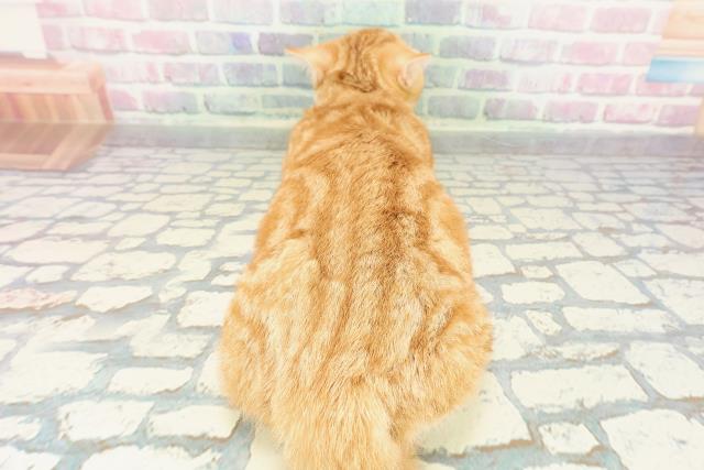 栃木県のマンチカン (Coo&RIKUFKDインターパーク店/2025年8月13日生まれ/女の子/レッドタビーホワイト)の子猫の4枚目の画像