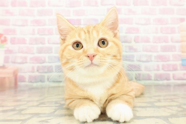 千葉県のマンチカン (Coo&RIKU流山店/2025年8月13日生まれ/女の子/レッドタビーホワイト)の子猫の1枚目の画像