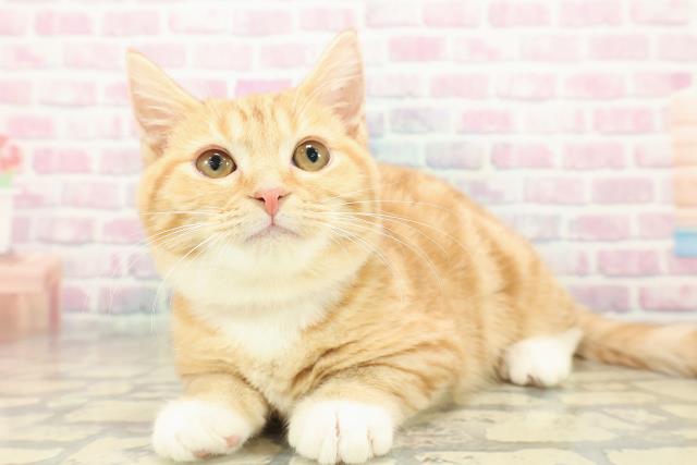 千葉県のマンチカン (Coo&RIKU流山店/2025年8月13日生まれ/女の子/レッドタビーホワイト)の子猫の2枚目の画像