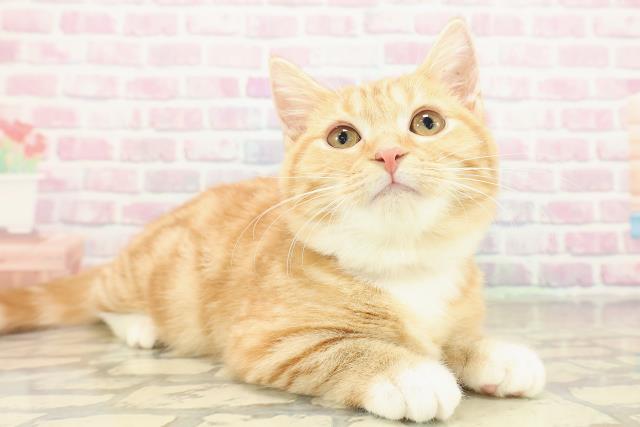 千葉県のマンチカン (Coo&RIKU流山店/2025年8月13日生まれ/女の子/レッドタビーホワイト)の子猫の3枚目の画像