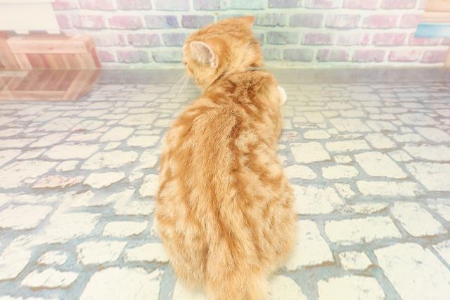 千葉県のマンチカン (Coo&RIKU流山店/2025年8月13日生まれ/女の子/レッドタビーホワイト)の子猫の4枚目の画像