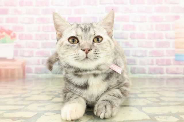 北海道のマンチカン (Coo&RIKU北見店/2025年7月30日生まれ/女の子/シルバーパッチドタビー)の子猫の1枚目の画像