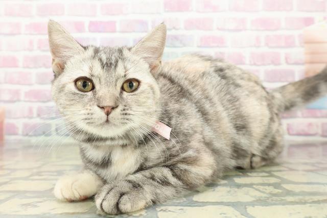 北海道のマンチカン (Coo&RIKU北見店/2025年7月30日生まれ/女の子/シルバーパッチドタビー)の子猫の2枚目の画像