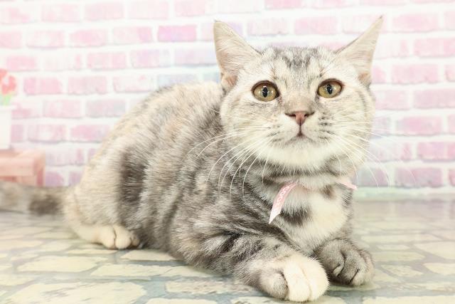 北海道のマンチカン (Coo&RIKU北見店/2025年7月30日生まれ/女の子/シルバーパッチドタビー)の子猫の3枚目の画像