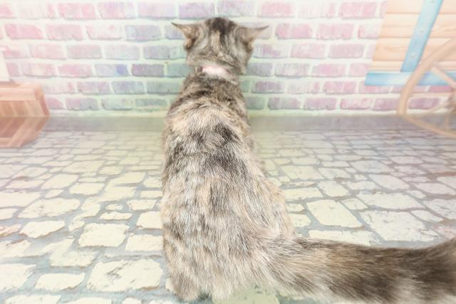 北海道のマンチカン (Coo&RIKU北見店/2025年7月30日生まれ/女の子/シルバーパッチドタビー)の子猫の4枚目の画像