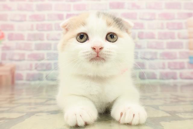 東京都のスコティッシュフォールド (Coo&RIKU赤坂店/2025年10月15日生まれ/女の子/ダイリュートキャリコ)の子猫の1枚目の画像