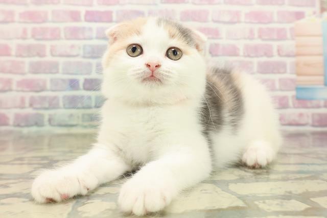 東京都のスコティッシュフォールド (Coo&RIKU赤坂店/2025年10月15日生まれ/女の子/ダイリュートキャリコ)の子猫の2枚目の画像