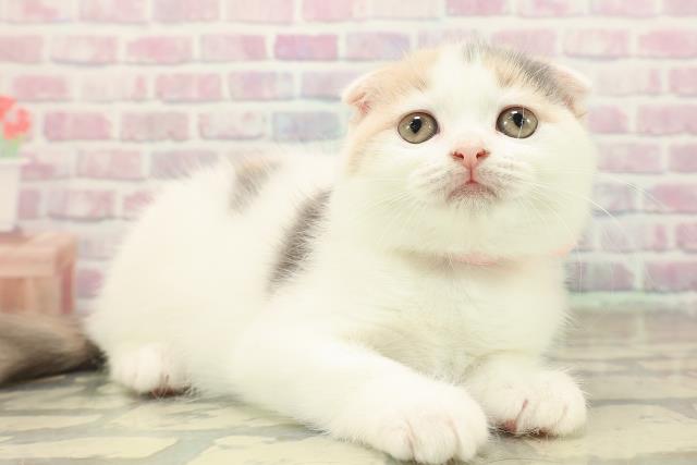 東京都のスコティッシュフォールド (Coo&RIKU赤坂店/2025年10月15日生まれ/女の子/ダイリュートキャリコ)の子猫の3枚目の画像