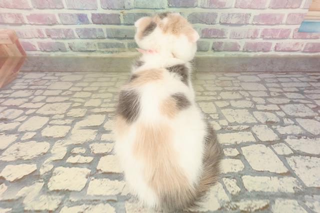 東京都のスコティッシュフォールド (Coo&RIKU赤坂店/2025年10月15日生まれ/女の子/ダイリュートキャリコ)の子猫の4枚目の画像
