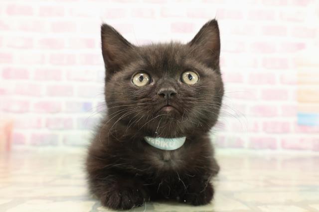 福島県のミヌエット (Coo&RIKUいわき店/2025年10月14日生まれ/男の子/ブラック)の子猫の1枚目の画像