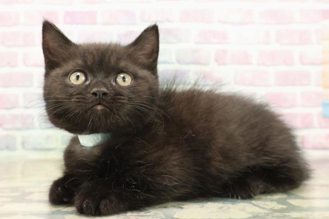 福島県のミヌエット (Coo&RIKUいわき店/2025年10月14日生まれ/男の子/ブラック)の子猫の2枚目の画像