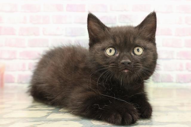 福島県のミヌエット (Coo&RIKUいわき店/2025年10月14日生まれ/男の子/ブラック)の子猫の3枚目の画像