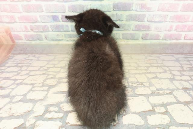 福島県のミヌエット (Coo&RIKUいわき店/2025年10月14日生まれ/男の子/ブラック)の子猫の4枚目の画像