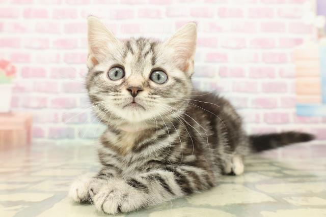 東京都のアメリカンショートヘアー (Coo&RIKU阿佐ヶ谷店/2025年10月11日生まれ/女の子/シルバーパッチドタビー)の子猫の2枚目の画像