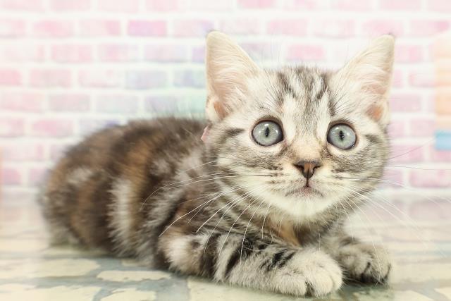 東京都のアメリカンショートヘアー (Coo&RIKU阿佐ヶ谷店/2025年10月11日生まれ/女の子/シルバーパッチドタビー)の子猫の3枚目の画像