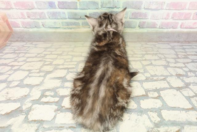 東京都のアメリカンショートヘアー (Coo&RIKU阿佐ヶ谷店/2025年10月11日生まれ/女の子/シルバーパッチドタビー)の子猫の4枚目の画像