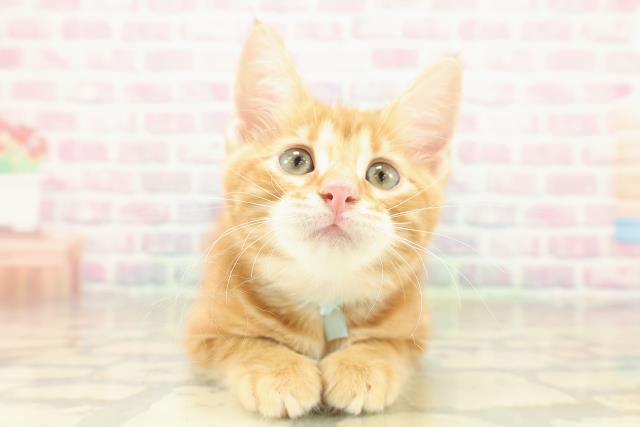千葉県のジェネッタ (Coo&RIKU流山店/2025年10月10日生まれ/男の子/レッドタビー)の子猫の1枚目の画像