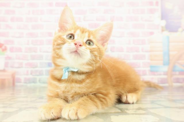 千葉県のジェネッタ (Coo&RIKU流山店/2025年10月10日生まれ/男の子/レッドタビー)の子猫の2枚目の画像