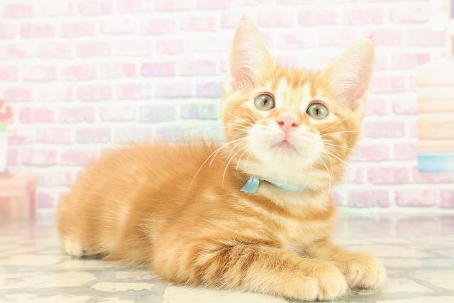 千葉県のジェネッタ (Coo&RIKU流山店/2025年10月10日生まれ/男の子/レッドタビー)の子猫の3枚目の画像