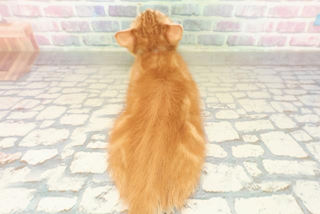 千葉県のジェネッタ (Coo&RIKU流山店/2025年10月10日生まれ/男の子/レッドタビー)の子猫の4枚目の画像