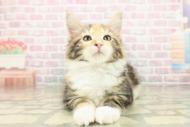 千葉県のメインクーン (Coo&RIKUアクロスモール新鎌ケ谷店/2025年10月8日生まれ/女の子/ブラウンパッチドタビーホワイト)の子猫の1枚目の画像