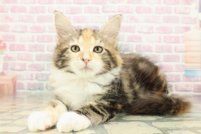 千葉県のメインクーン (Coo&RIKUアクロスモール新鎌ケ谷店/2025年10月8日生まれ/女の子/ブラウンパッチドタビーホワイト)の子猫の2枚目の画像