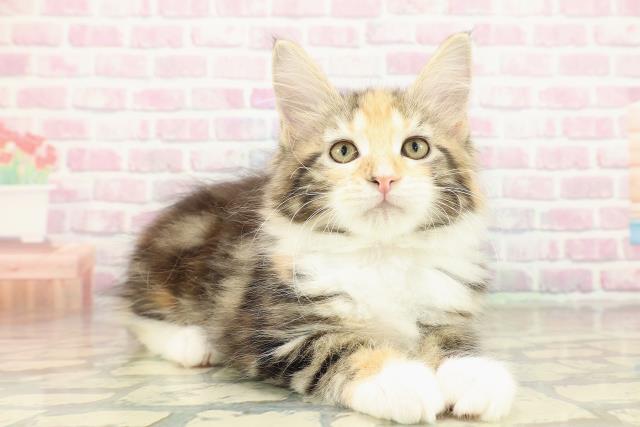 千葉県のメインクーン (Coo&RIKUアクロスモール新鎌ケ谷店/2025年10月8日生まれ/女の子/ブラウンパッチドタビーホワイト)の子猫の3枚目の画像