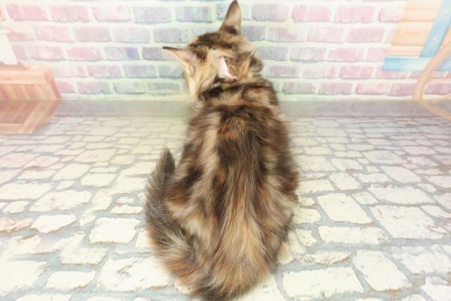 千葉県のメインクーン (Coo&RIKUアクロスモール新鎌ケ谷店/2025年10月8日生まれ/女の子/ブラウンパッチドタビーホワイト)の子猫の4枚目の画像