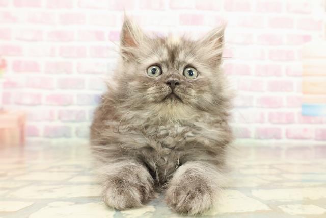 東京都のラガマフィン (Coo&RIKU立川店/2025年10月12日生まれ/女の子/トーティー)の子猫の1枚目の画像