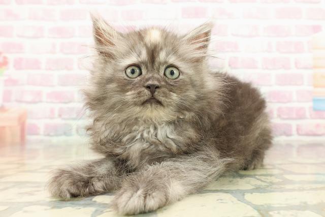 東京都のラガマフィン (Coo&RIKU立川店/2025年10月12日生まれ/女の子/トーティー)の子猫の2枚目の画像