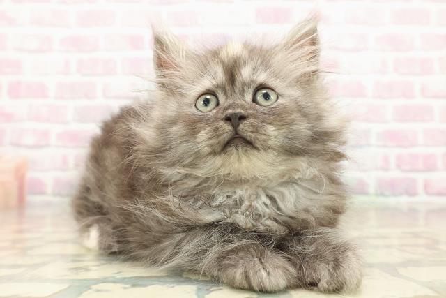 東京都のラガマフィン (Coo&RIKU立川店/2025年10月12日生まれ/女の子/トーティー)の子猫の3枚目の画像