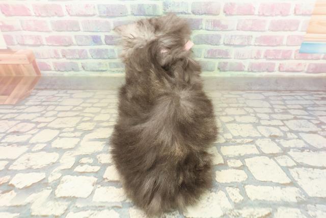 東京都のラガマフィン (Coo&RIKU立川店/2025年10月12日生まれ/女の子/トーティー)の子猫の4枚目の画像